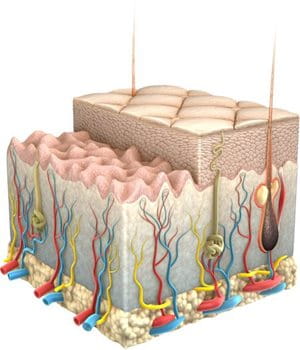 Beneficios del ácido hialurónico. eucerin sc ageing skin wrinkles 01 - Beneficios del ácido hialurónico.