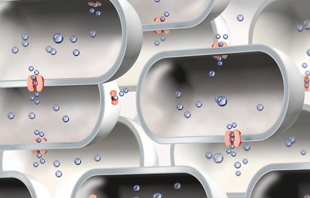 Ілюстрація зменшення кількості аквапорінів.